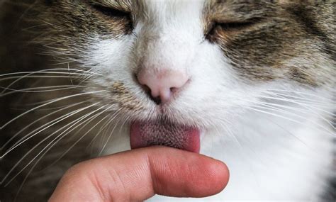 body licking gifs|cat lick tongue.